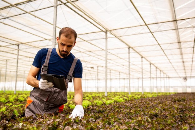 Giovane agricoltore che controlla lo stato delle piante di insalata. Tablet e serra moderna