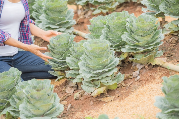 giovane agricoltore che lavora nel campo e controlla le piante Decorative Kale