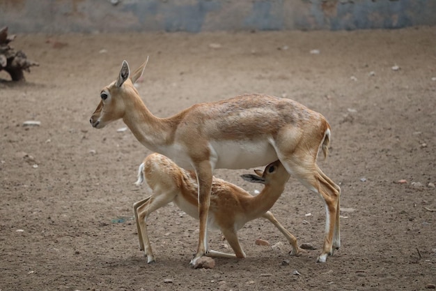 Giovane cervo che beve latte dal seno materno
