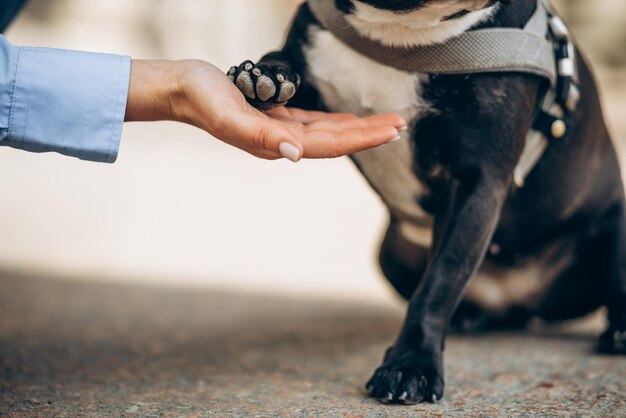 Giovane donna che cammina in città con il suo bulldog francese dell'animale domestico