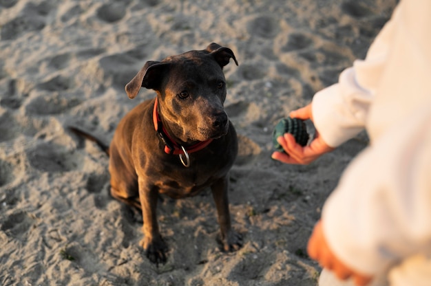 Giovane donna che si gode un po' di tempo con il suo cane