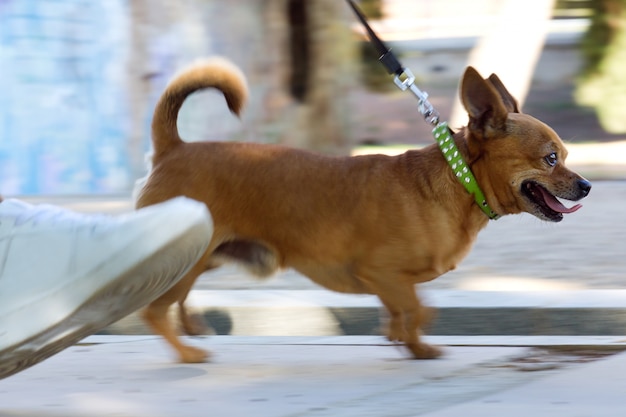 Giovane donna e bel cane a piedi in strada.