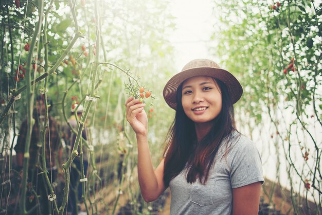 Giovane donna in una serra con pomodori biologici, raccolta.