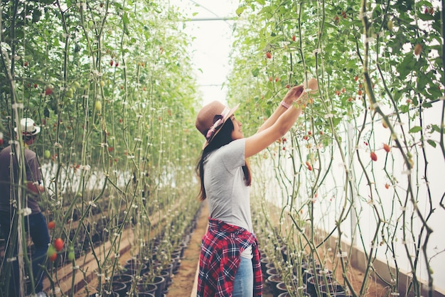 Giovane donna in una serra con pomodori biologici, raccolta.