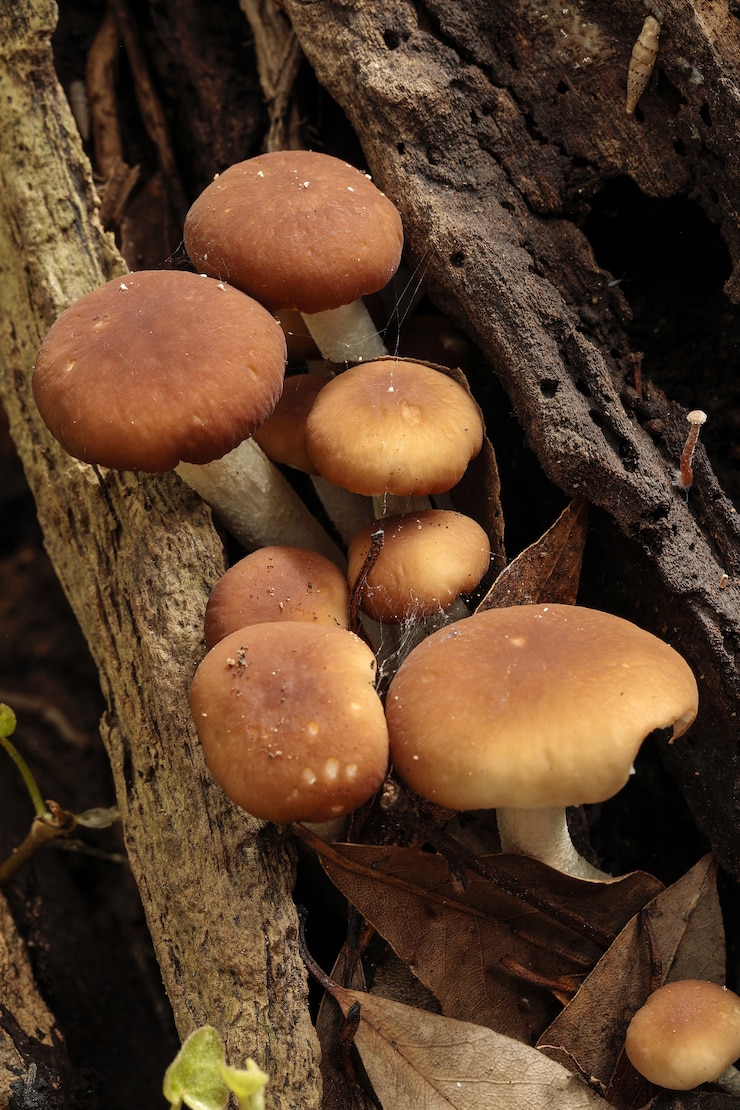 Foto gratuito giovane fungo pioppo, pioppini di velluto, cyclocybe aegerita,