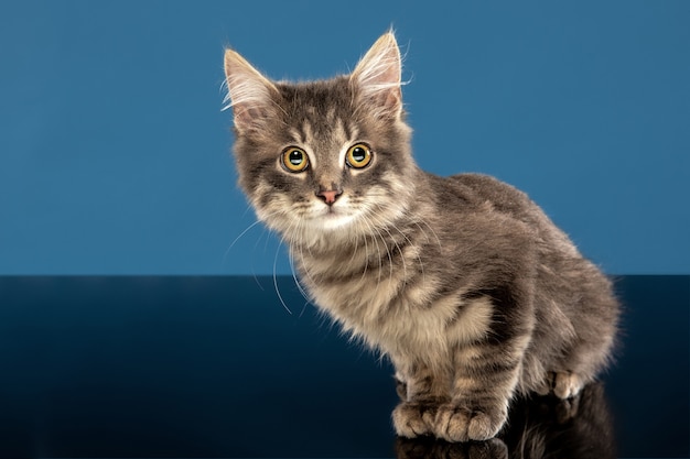 Giovane gatto o gattino seduto davanti a un muro blu. Animale domestico flessibile e carino.