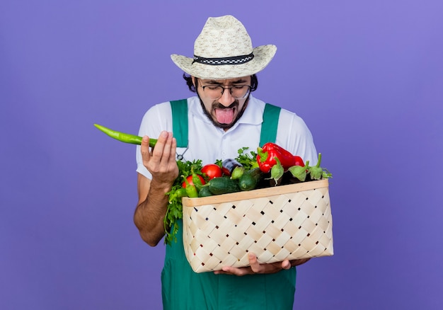 Giovane giardiniere barbuto uomo che indossa tuta e cappello azienda cassa piena di verdure holding peperoncino verde caldo spuntavano lingua in piedi sopra la parete blu