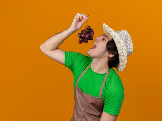 Giovane giardiniere uomo in grembiule e cappello che mostra grappolo d'uva andando a degustarlo in piedi su sfondo arancione