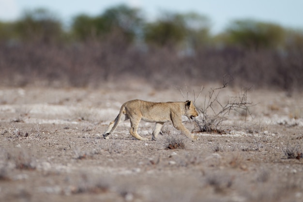 Giovane leone che cammina nel campo della savana