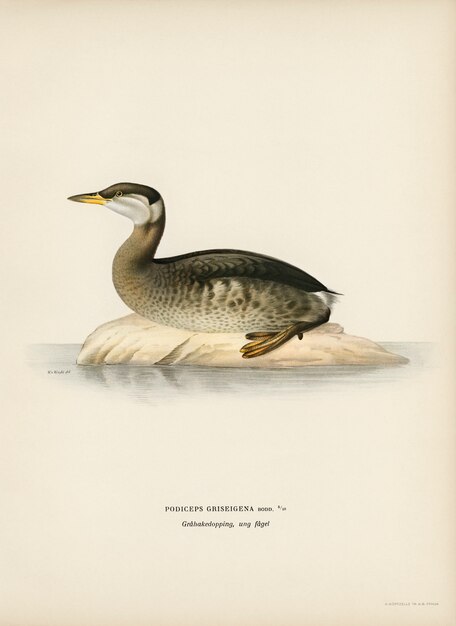 Giovane svasso dal collo rosso (Podiceps grisegena) illustrato dai fratelli von Wright.