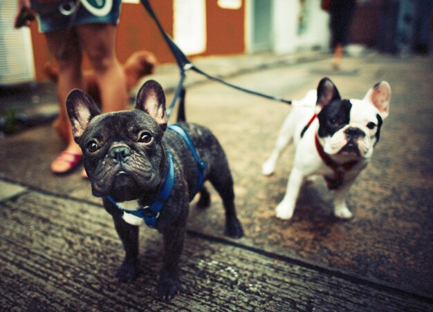 Giovani bulldog francesi con i guinzagli che camminano dal lato di steet