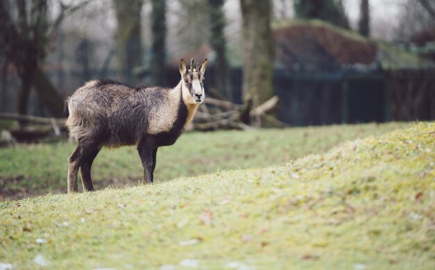 Giovani camosci - un'antilope capra - su un prato in pendenza