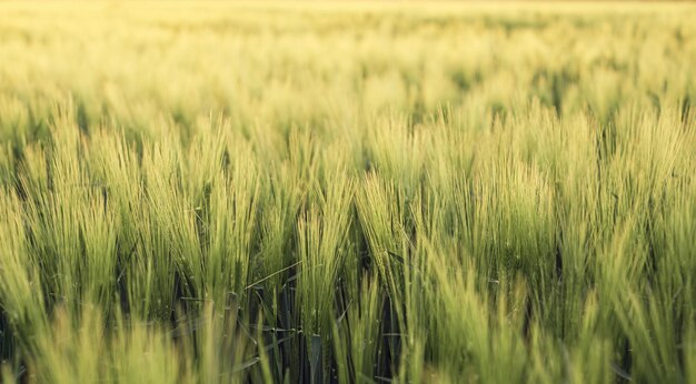 Giovani spighe verdi di segale sfondo agricolo di spighe in crescita di cereali di grano nella piantagione di luce solare al tramonto nei raggi del tramonto messa a fuoco morbida messa a fuoco selettiva