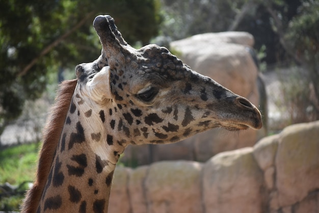 Giraffa safari selvaggia con un bellissimo cappotto fantasia