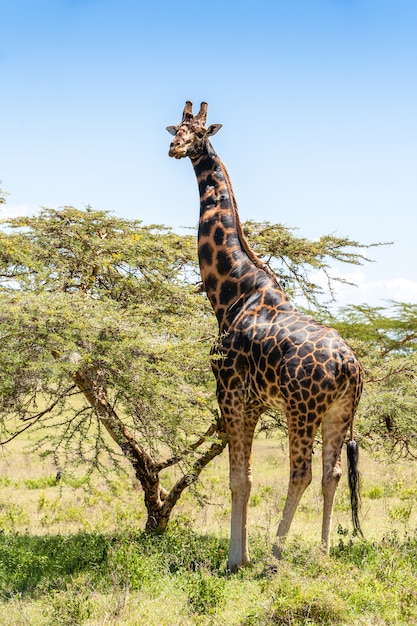 Giraffa su uno sfondo di erba