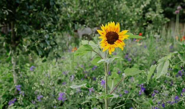 Girasole in fiore luminoso su uno sfondo sfocato nel giardino