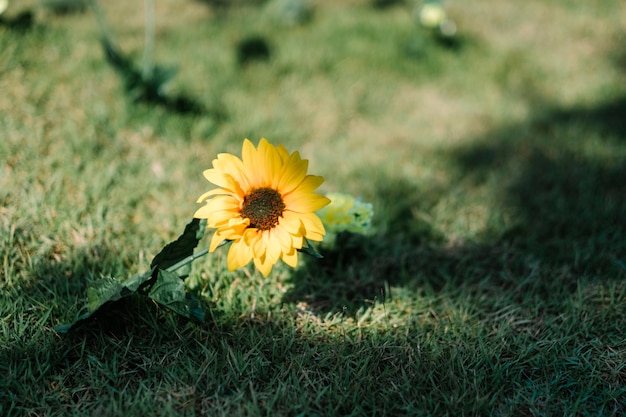 girasole solitario in giardino