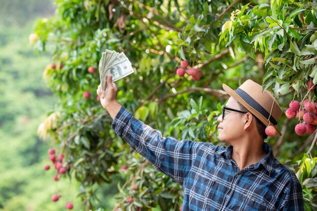 Gli agricoltori contano le carte per la vendita di litchi.