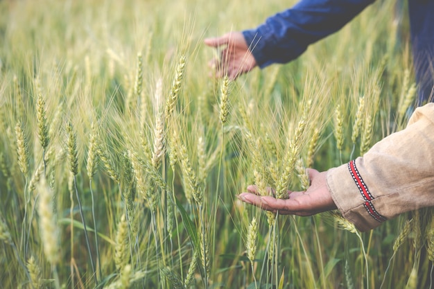 Gli agricoltori raccolgono felicemente l&#39;orzo.