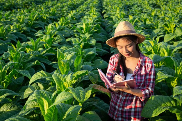 Gli agricoltori tengono il taccuino controllano i campi di tabacco moderni.