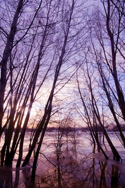 Gli alberi circondata dall&#39;acqua