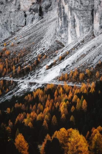 Gli alberi si avvicinano alla montagna