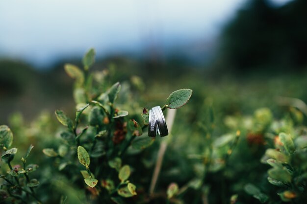 Gli anelli di nozze appendono su un ramo verde