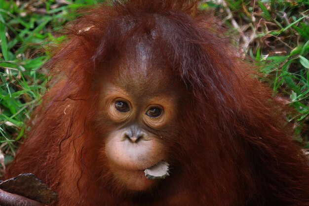 Gli oranghi del bambino del primo piano dell'orangutan guardano la macchina fotografica