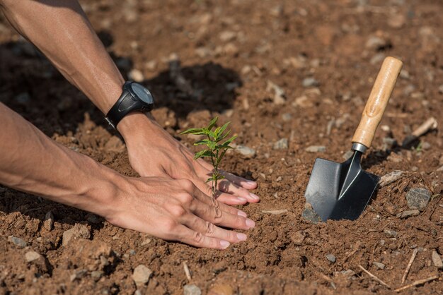 Gli uomini piantano alberi nel terreno per preservare la natura.