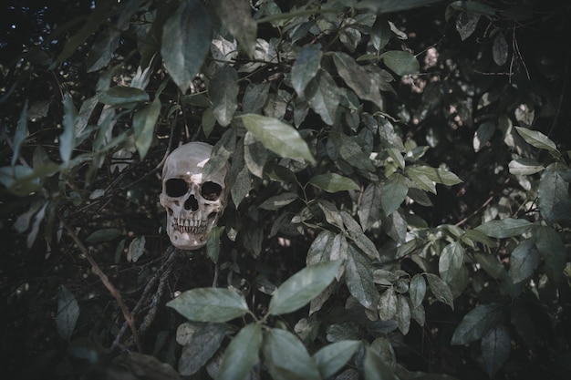 Gloomy cranium che sporge dalle piante