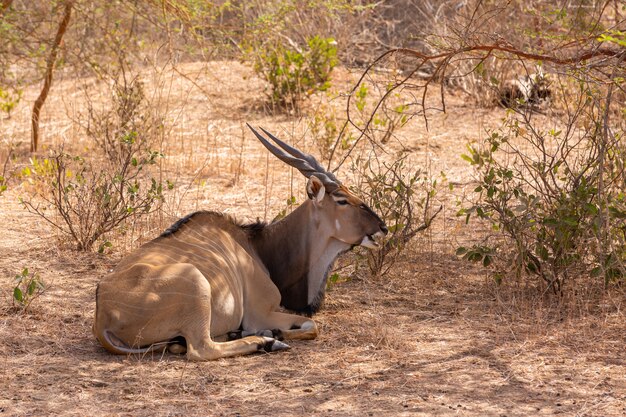 Gnu seduto per terra tra le piante catturate in Senegal, Africa