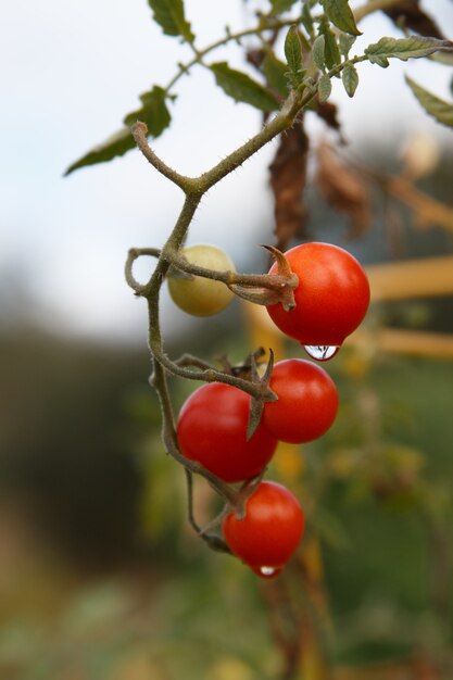 gocce d'acqua sui pomodori con uno sfondo sfocato