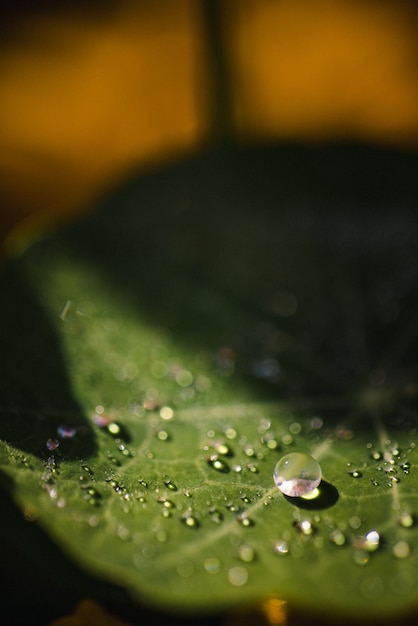 Gocce d'acqua sulla foglia verde