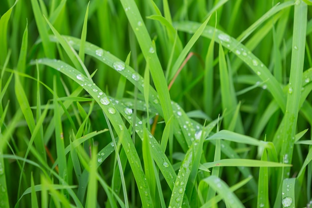 Gocce di pioggia che rimangono in cima alle foglie di erba verde la sera.