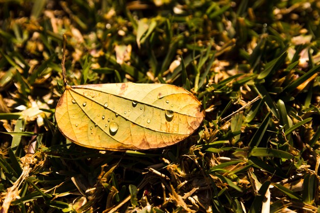 Gocce di rugiada su foglia chiusa sopra l&#39;erba verde