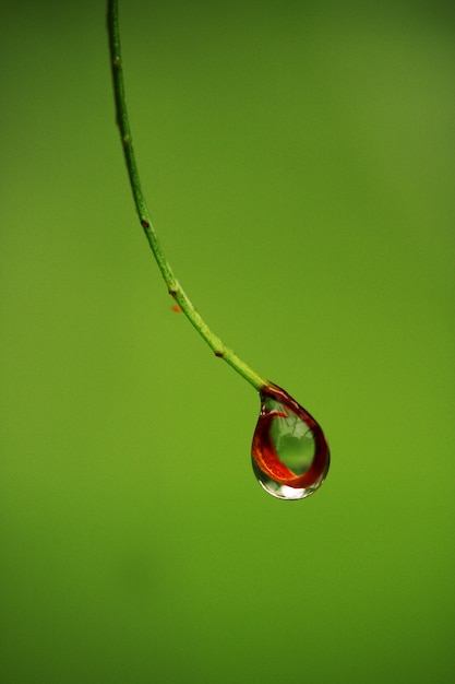 goccia d&#39;acqua che cade da una pianta