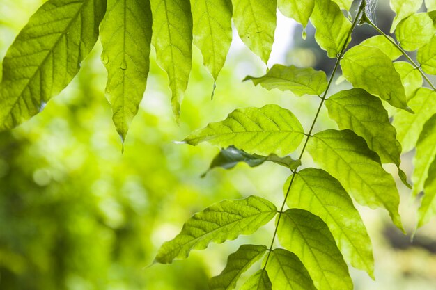 Goccia d&#39;acqua fresca su foglie verdi