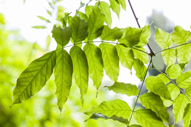 Goccia d&#39;acqua su foglie verdi di un albero