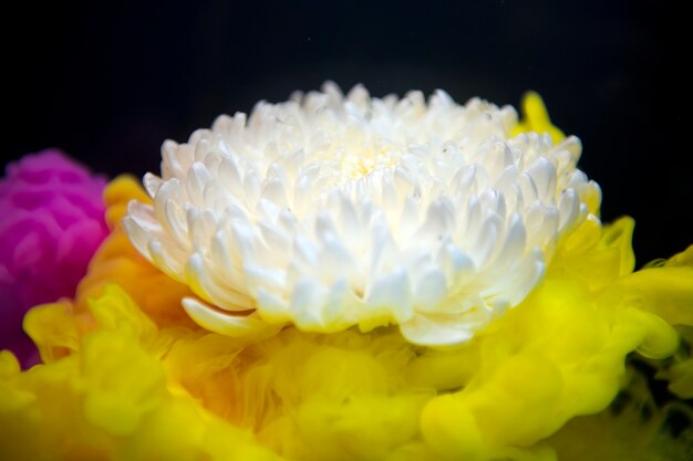 Goccia di colore giallo astratto per la forma del fiore d&#39;acqua