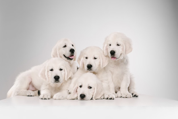 Golden retriever crema inglese in posa. Simpatici cagnolini giocosi o animali di razza sembrano carini isolati su sfondo bianco.