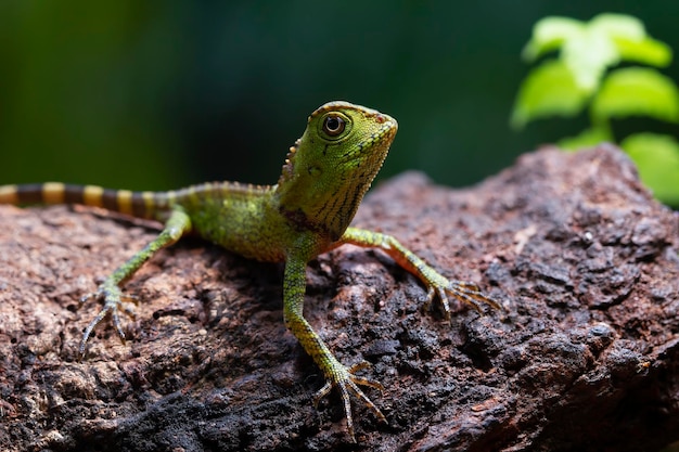 Gonocephalus doriae vista frontale sul primo piano animale del muschio