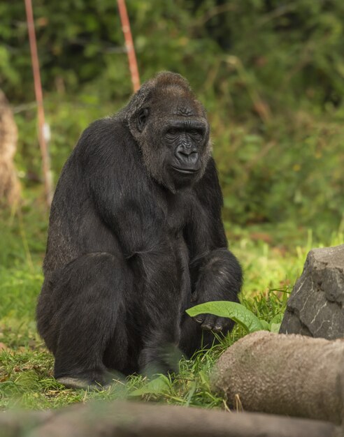 Gorilla che si siede su un campo erboso