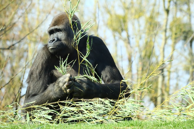 Gorilla nero con un ramo di una pianta nelle sue mani circondato da alberi