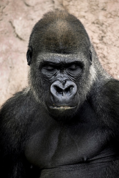 Gorilla