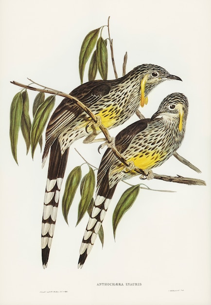 Graeat Wattled Honey-eater (Anthochaera inauris) illustrato da Elizabeth Gould