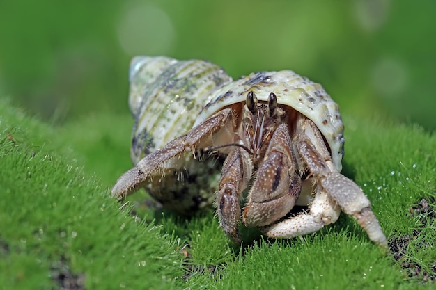 granchio eremita camminando sulla sabbia bianca Primo piano granchio eremita sulla sabbia