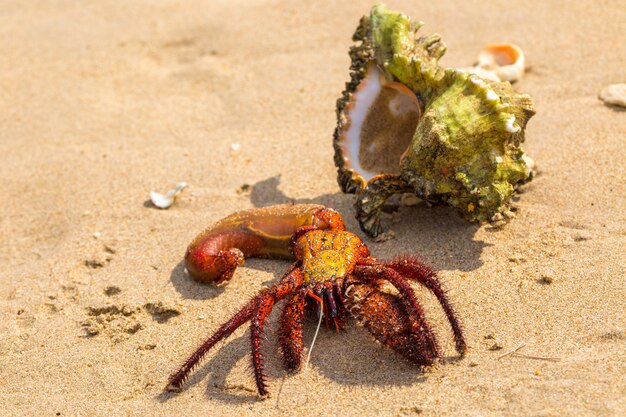 Granchio eremita sulla spiaggia