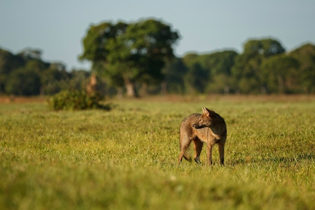 Granchio selvatico che mangia volpe o maikong in pantanal brasiliano