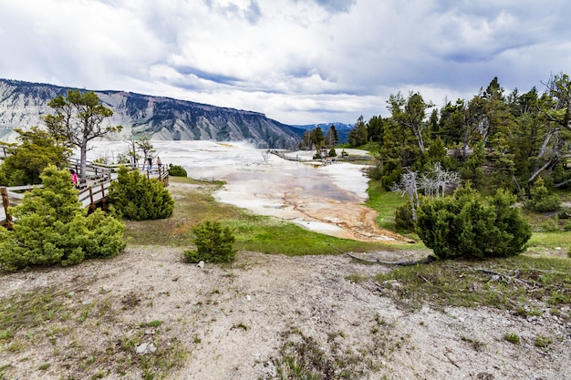 Grandangolo del parco nazionale di Yellowstone pieno di alberi e cespugli verdi