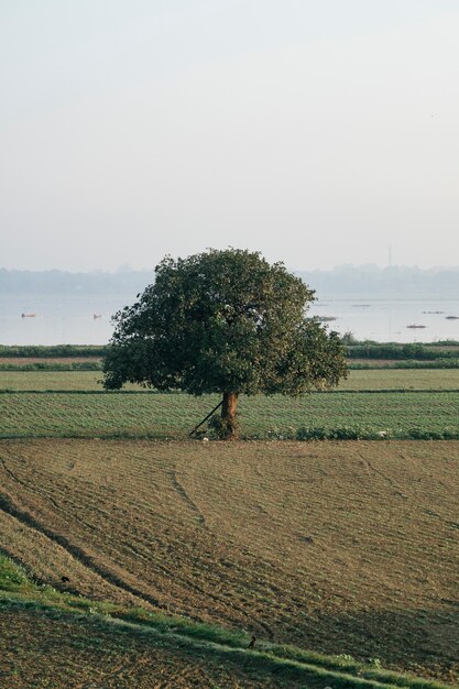 grande albero solitario in campo